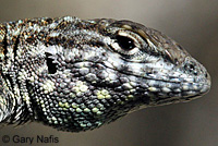 Nevada Side-blotched Lizard