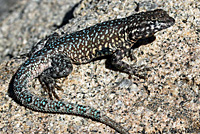 Nevada Side-blotched Lizard