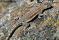 Nevada Side-blotched Lizard