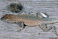 Nevada Side-blotched Lizard