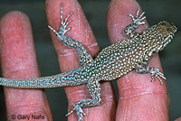 Nevada Side-blotched Lizard