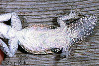 Nevada Side-blotched Lizard