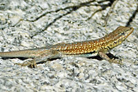 Western Side-blotched Lizards