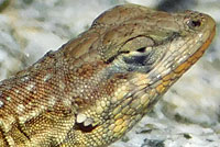 Western Side-blotched Lizards