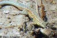 Western Side-blotched Lizards