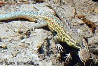 Western Side-blotched Lizards