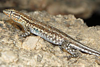 Western Side-blotched Lizard