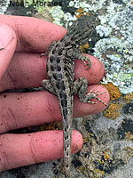 Western Side-blotched Lizards