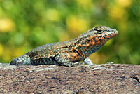 Western Side-blotched Lizard