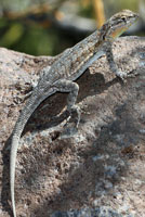 Western Side-blotched Lizard