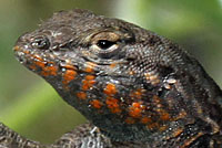 Nevada Side-blotched Lizard