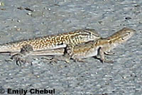 Western Side-blotched Lizards