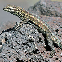 Western Side-blotched Lizard