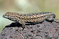 Western Side-blotched Lizard