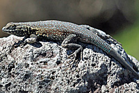 Western Side-blotched Lizard