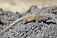 Western Side-blotched Lizards