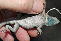 Western Side-blotched Lizards