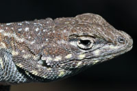 Western Side-blotched Lizard