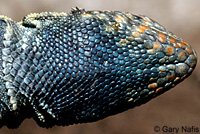 Nevada Side-blotched Lizard