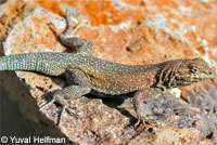 Western Side-blotched Lizards