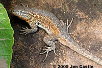 Western Side-blotched Lizard