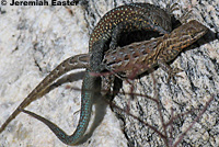 Western Side-blotched Lizards