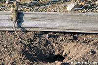 Western Side-blotched Lizards