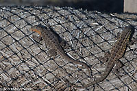 Western Side-blotched Lizards