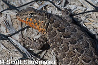 Western Side-blotched Lizards