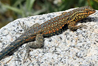 Western Side-blotched Lizard