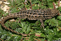 Western Side-blotched Lizard