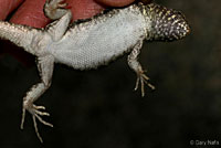 Western Side-blotched Lizard