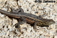 Western Side-blotched Lizard