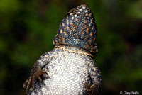 Western Side-blotched Lizard