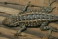 Western Side-blotched Lizard