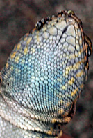 Western Side-blotched Lizard