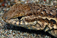 Western Side-blotched Lizard