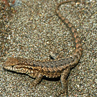 Western Side-blotched Lizard