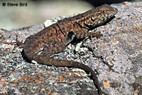 Island Fence Lizard