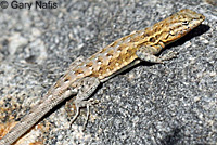 Western Side-blotched Lizard