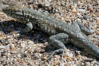 Western Side-blotched Lizard