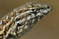 Western Side-blotched Lizard