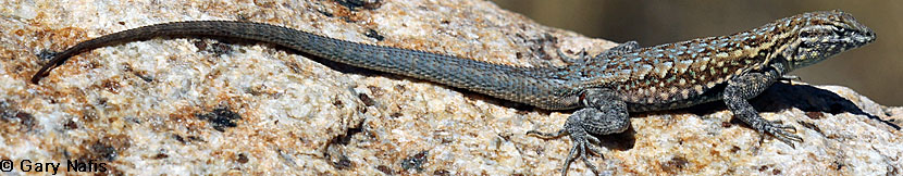 Western Side-blotched Lizard