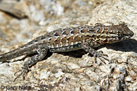 Western Side-blotched Lizard