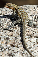 Western Side-blotched Lizard