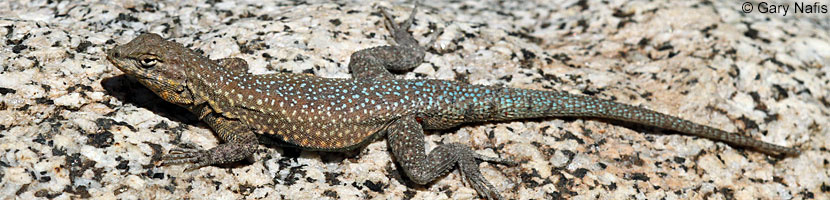 Western Side-blotched Lizard