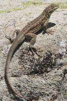 Western Side-blotched Lizard