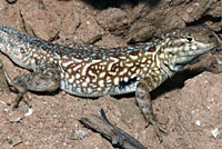 Western Side-blotched Lizard