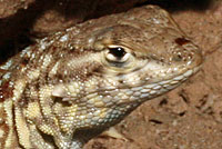 Western Side-blotched Lizard