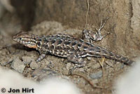 Western Side-blotched Lizards